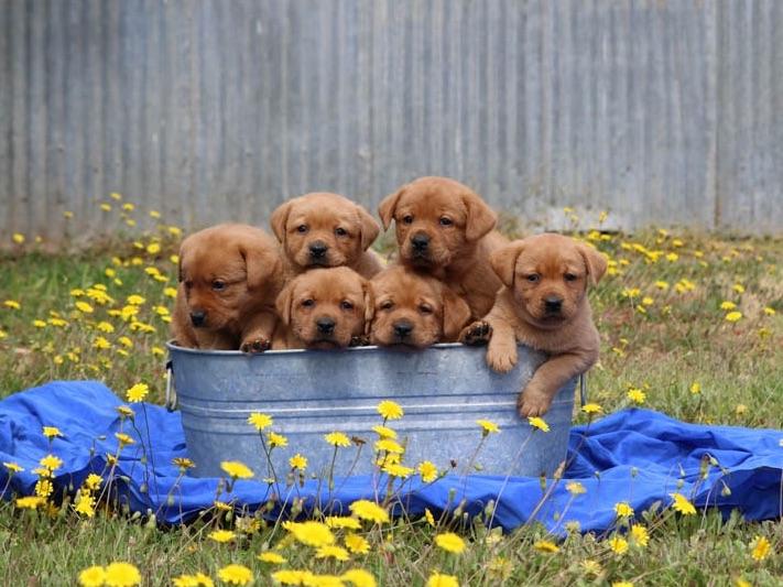 Sterling Labradors Labrador Retriever Puppies for Sale in Yuba City, CA AKC Marketplace