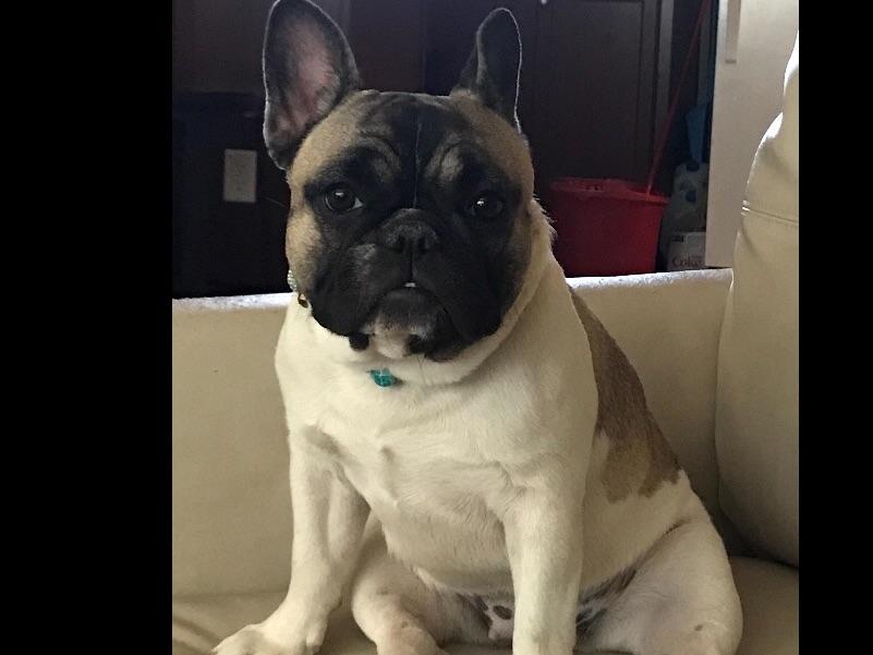 La Bella Kennels French Bulldog Puppies for Sale in Queen Creek, AZ