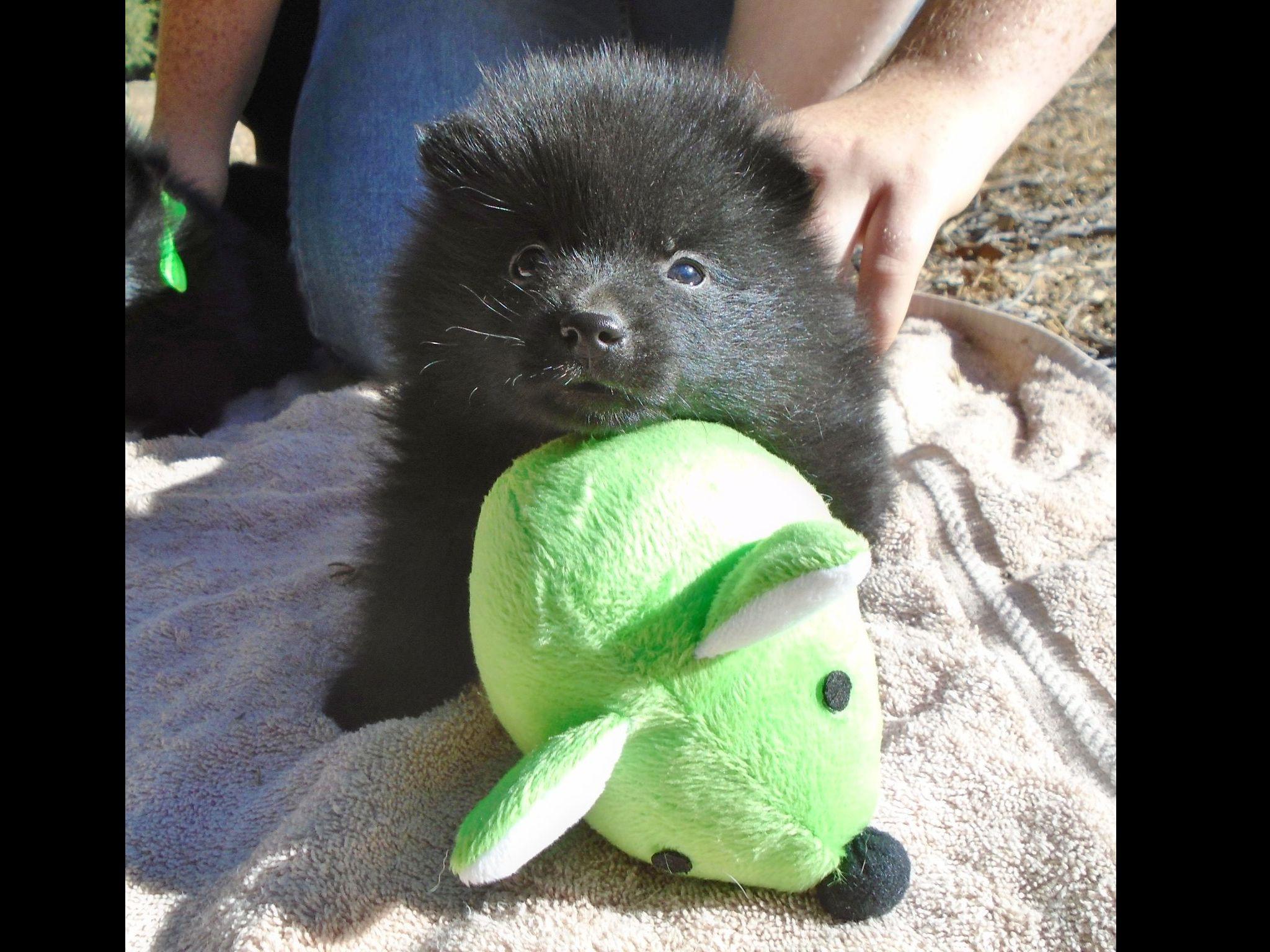 Gold Star Schipperkes - Schipperke Puppies for Sale in Jamul, CA | AKC
