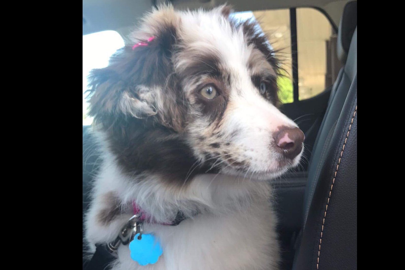 meadow run miniature american shepherds