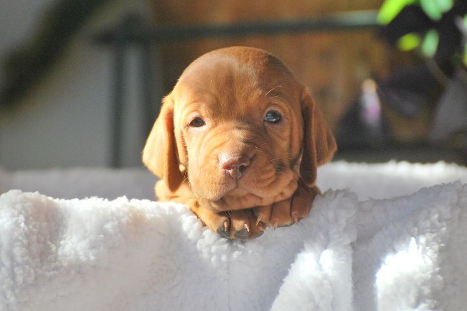 Scenic View Ranch - Puppies For Sale