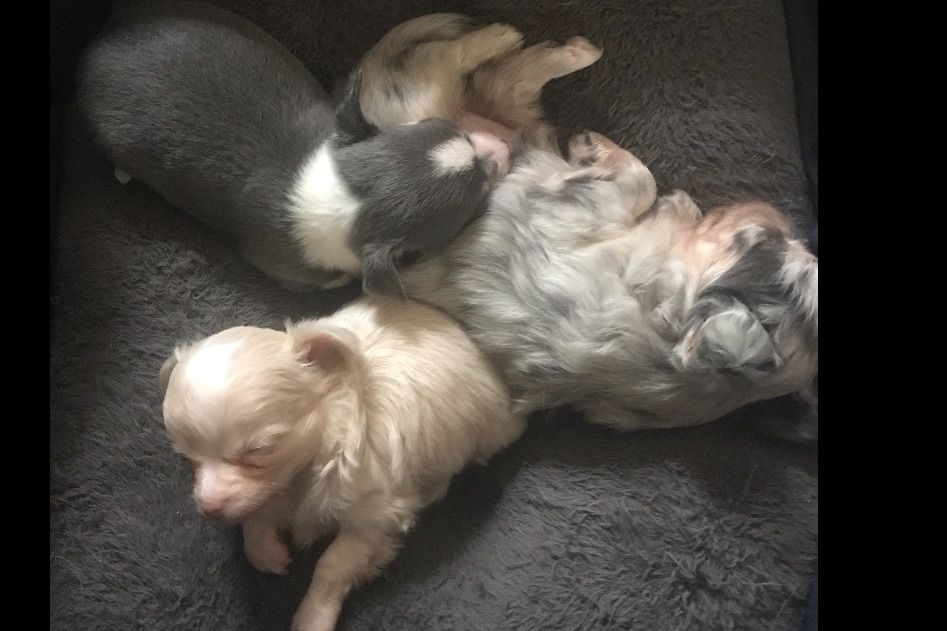 Kristin Hatcher Chihuahuas Chihuahua Puppies for Sale in Conyers, GA