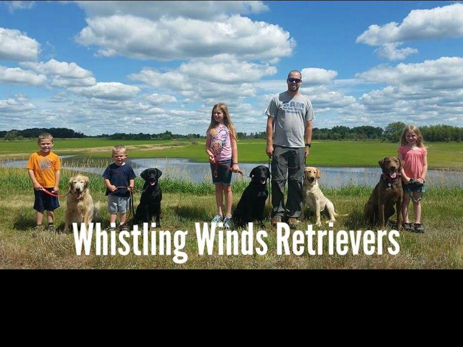 Whistling Winds Retrievers Golden Retriever Puppies for Sale in