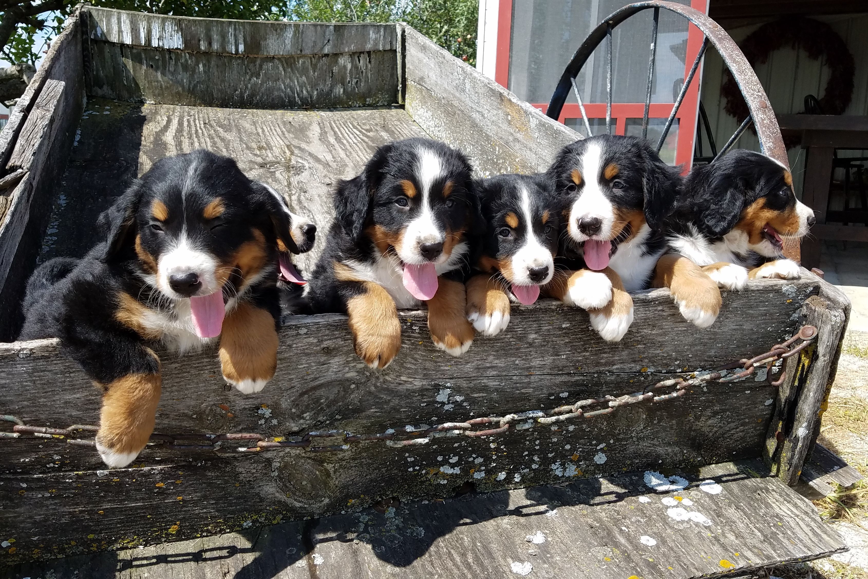 Walnut Creek Farms Puppies For Sale