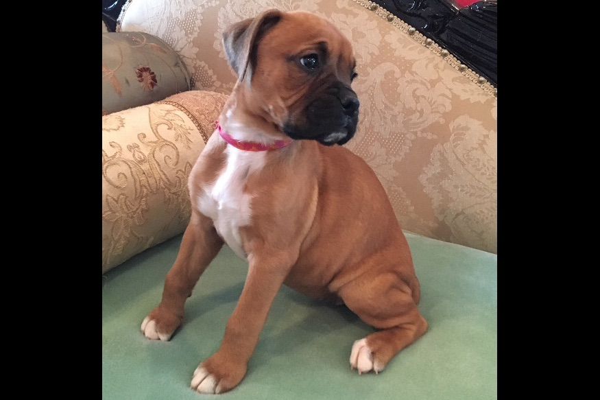 Russell Boxers Puppies For Sale