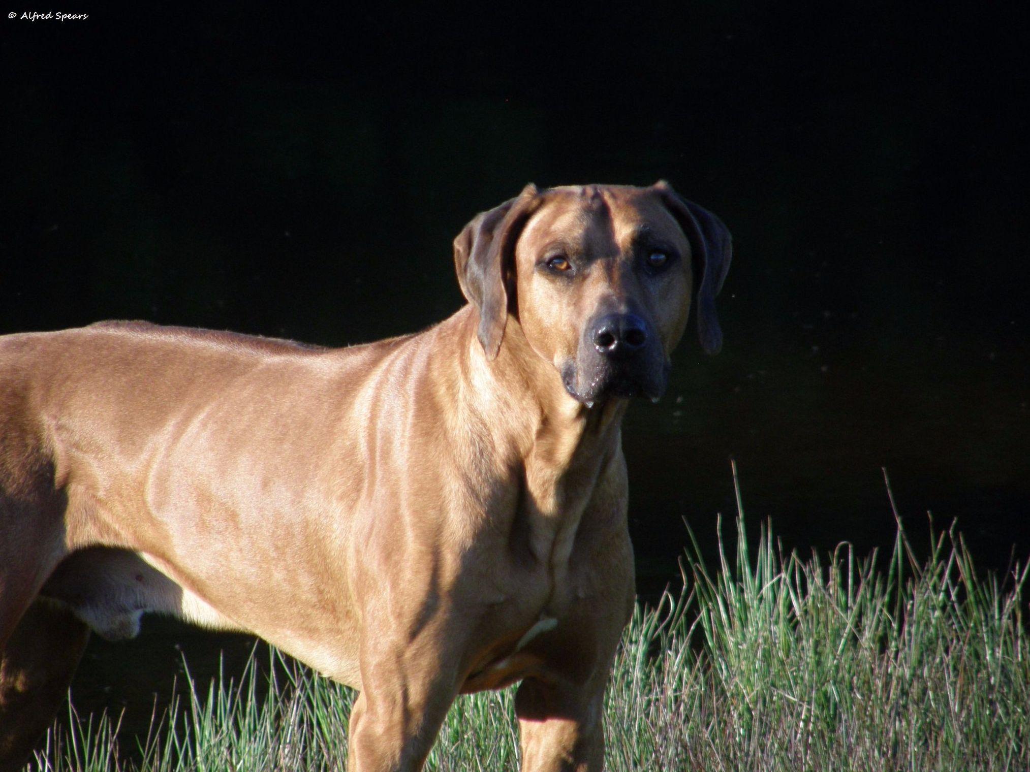 Bold Move Rhodesian Ridgebacks Puppies For Sale