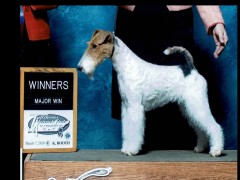 akc wire fox terrier