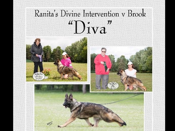 Ranita Kennels German Shepherd Dog Puppies for Sale in Auburn, IL