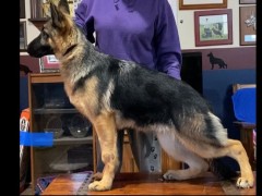 akc marketplace german shepherd