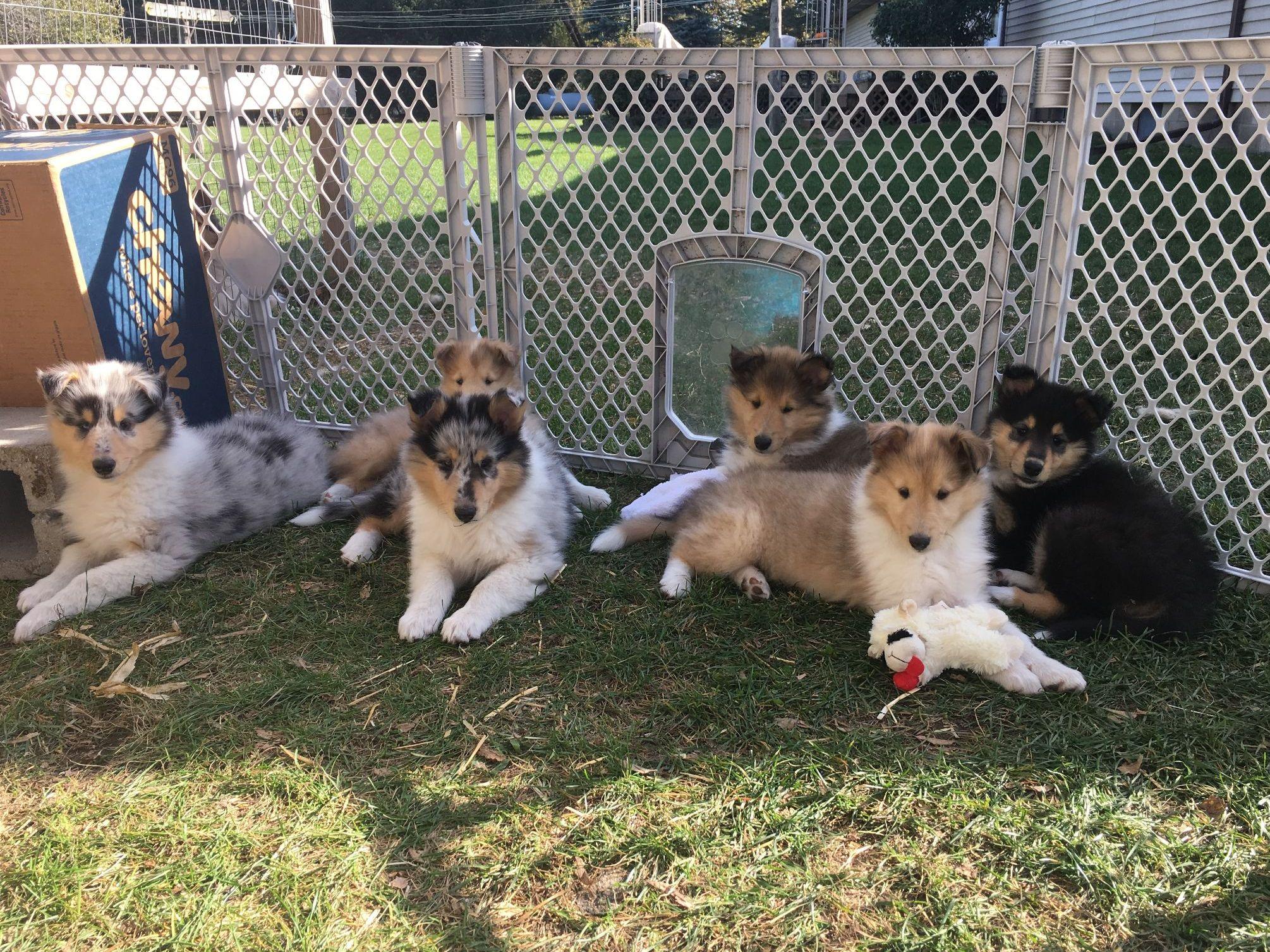 Collie Campo Collie Puppies for Sale in Bad Axe, MI AKC Marketplace