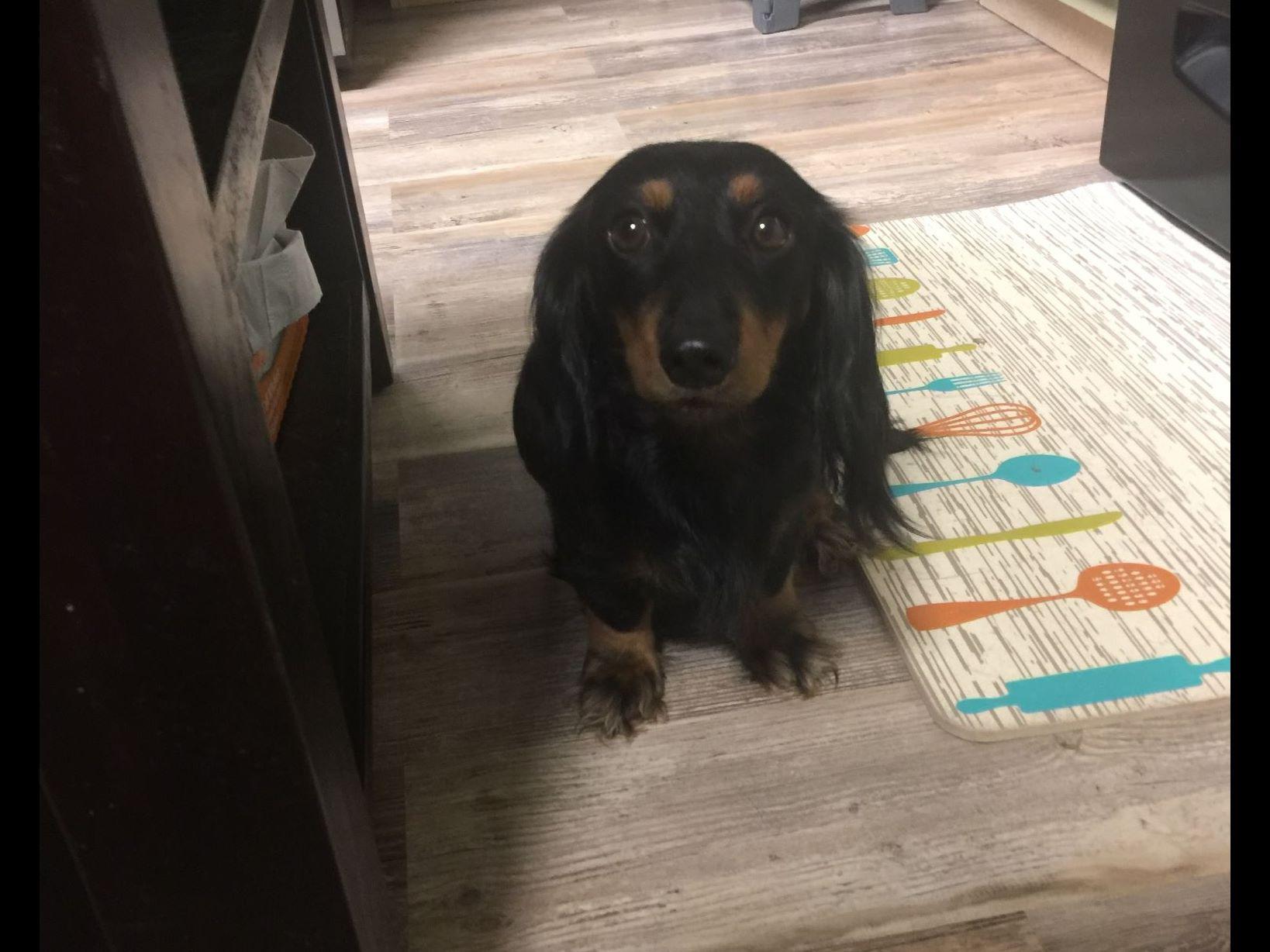 Bayou Dog Den Dachshund Puppies for Sale in Sulphur, LA AKC Marketplace