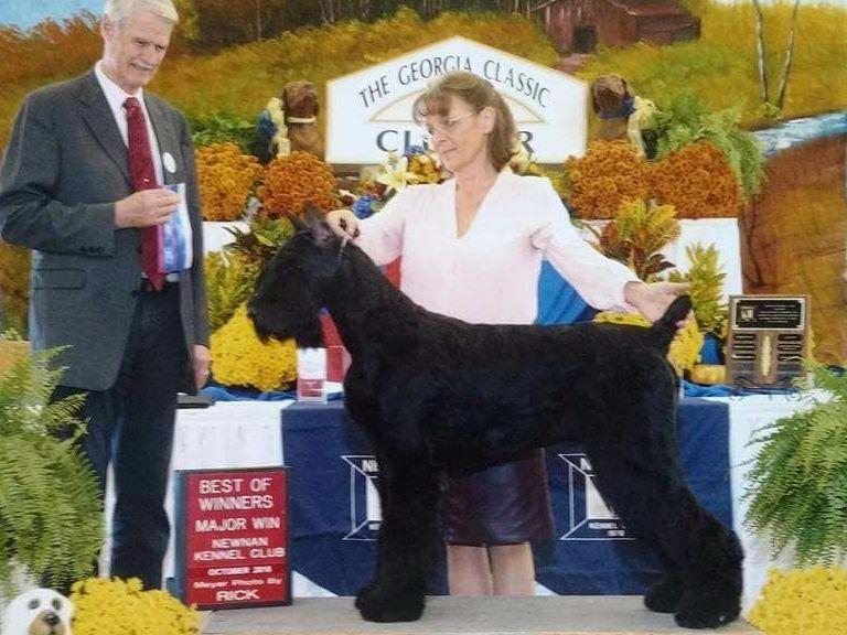 Giant Schnauzer Puppies For Sale