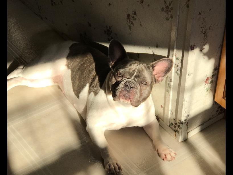 Heavenly Frenchies French Bulldog Puppies for Sale in Hartly, DE