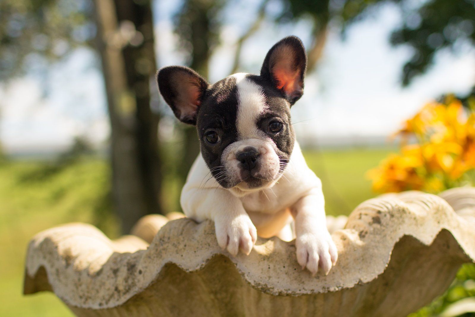 Ridge Run Frenchies Puppies For Sale Ridge Run Frenchies Puppies For Sale