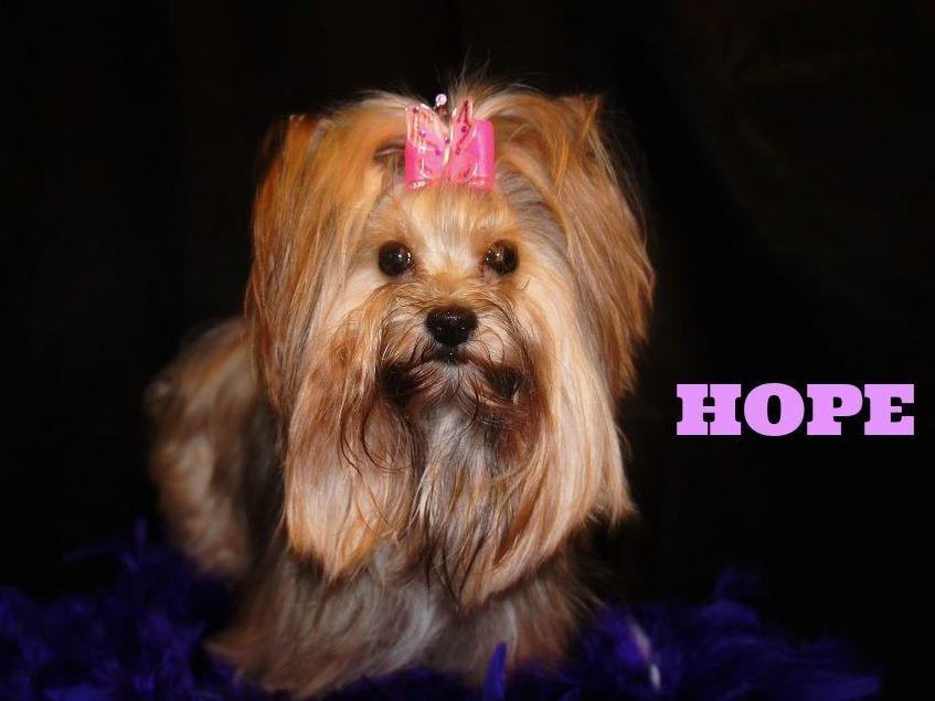 Texas Star Yorkies Puppies For Sale