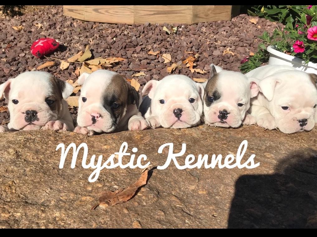 Mystic Kennels Puppies For Sale