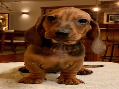 zero waste cat litter