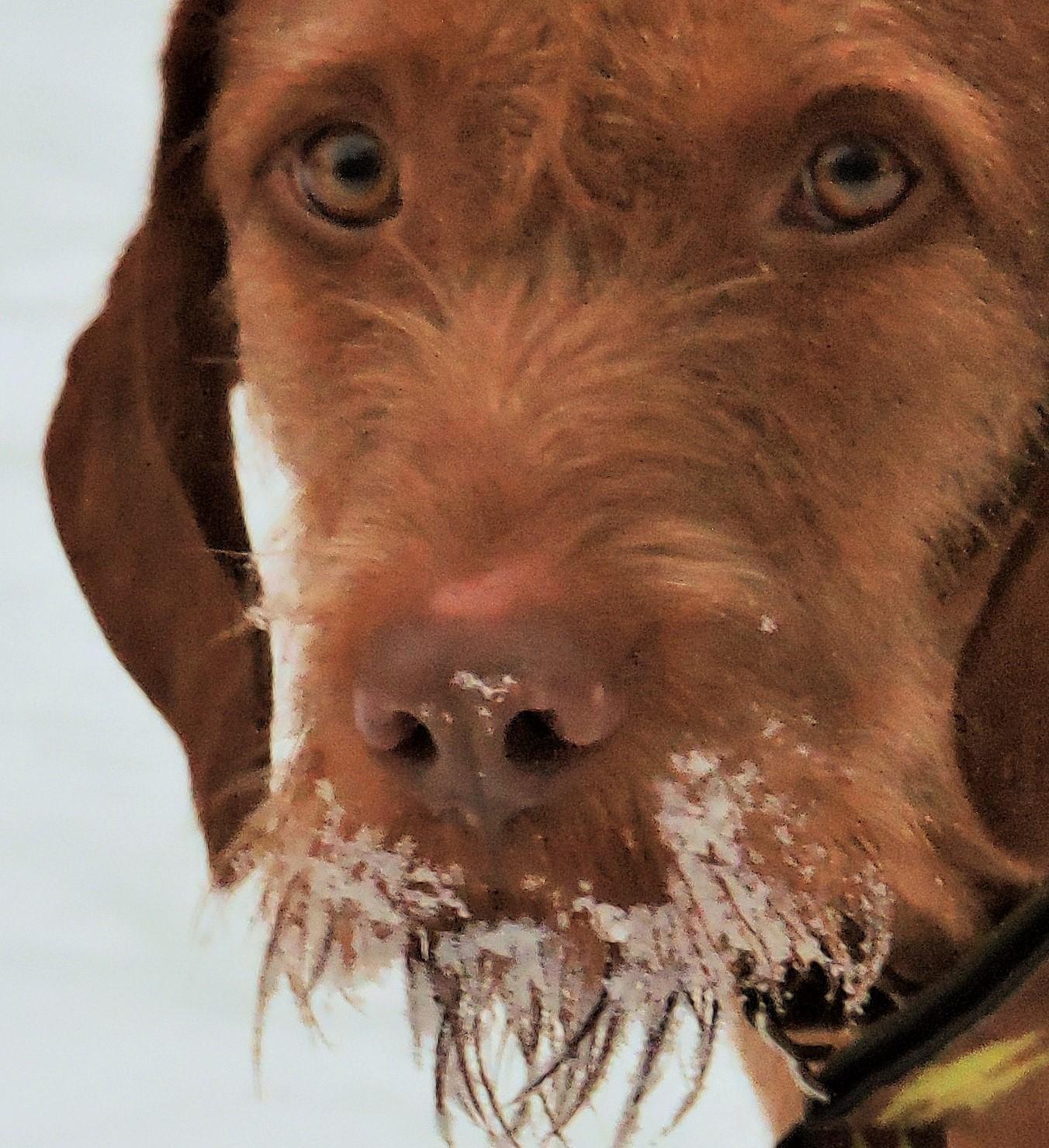 See Spot Grooming And Daycare Dog Grooming