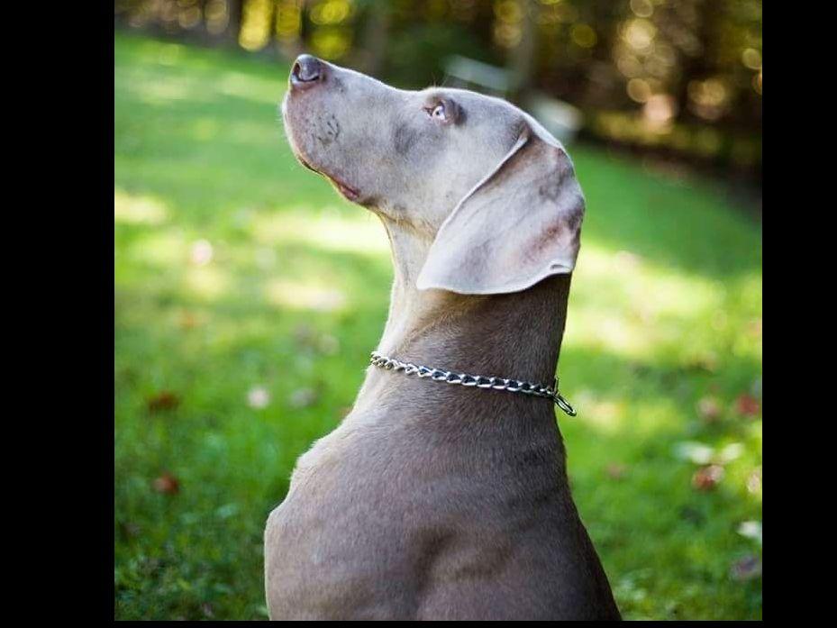 Maverick's Night Weimaraners Weimaraner Puppies for Sale in Glen Rock