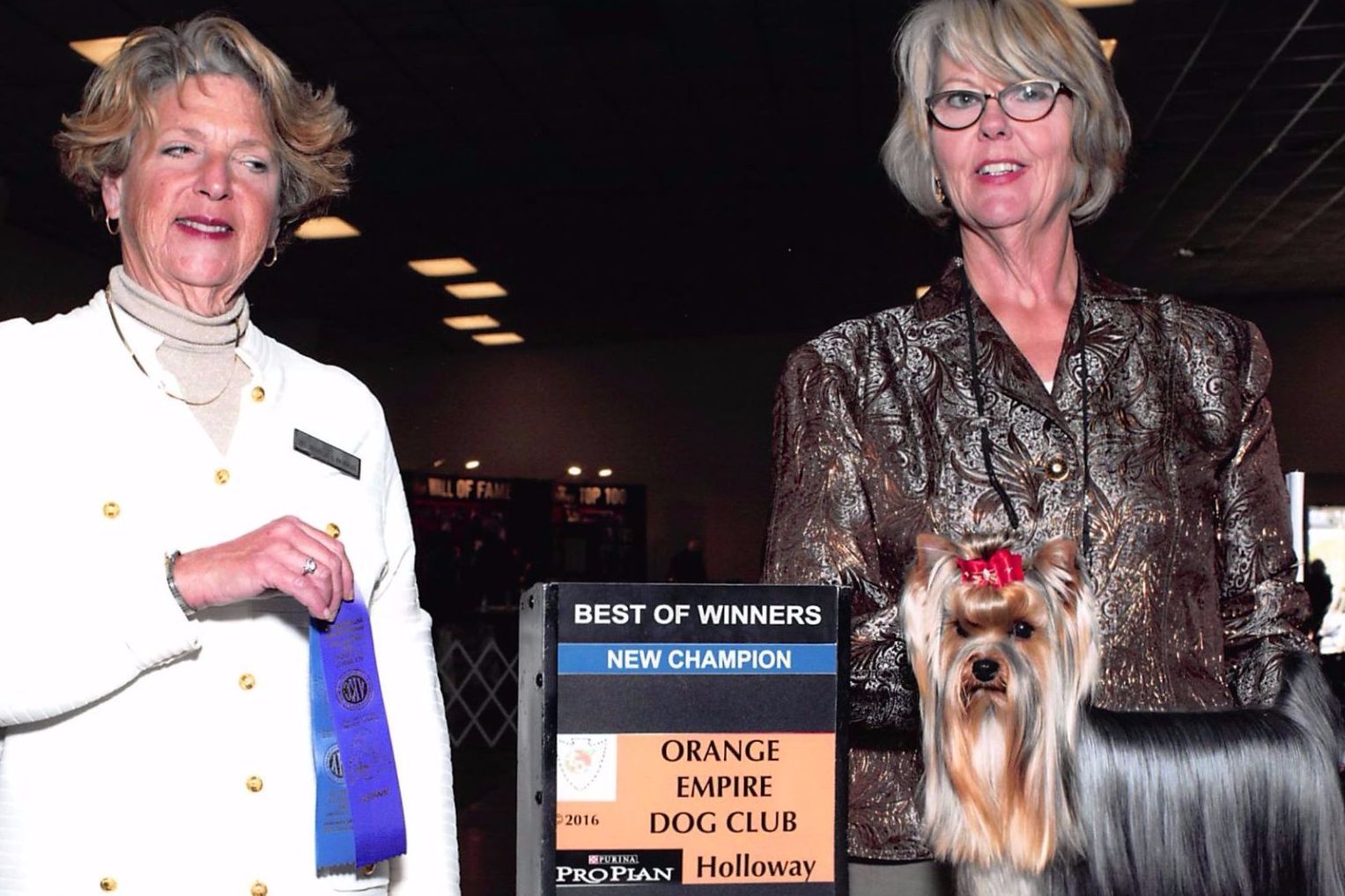 Kennel Sunsational Yorkshire Terrier Puppies for Sale in Marana, AZ AKC Marketplace