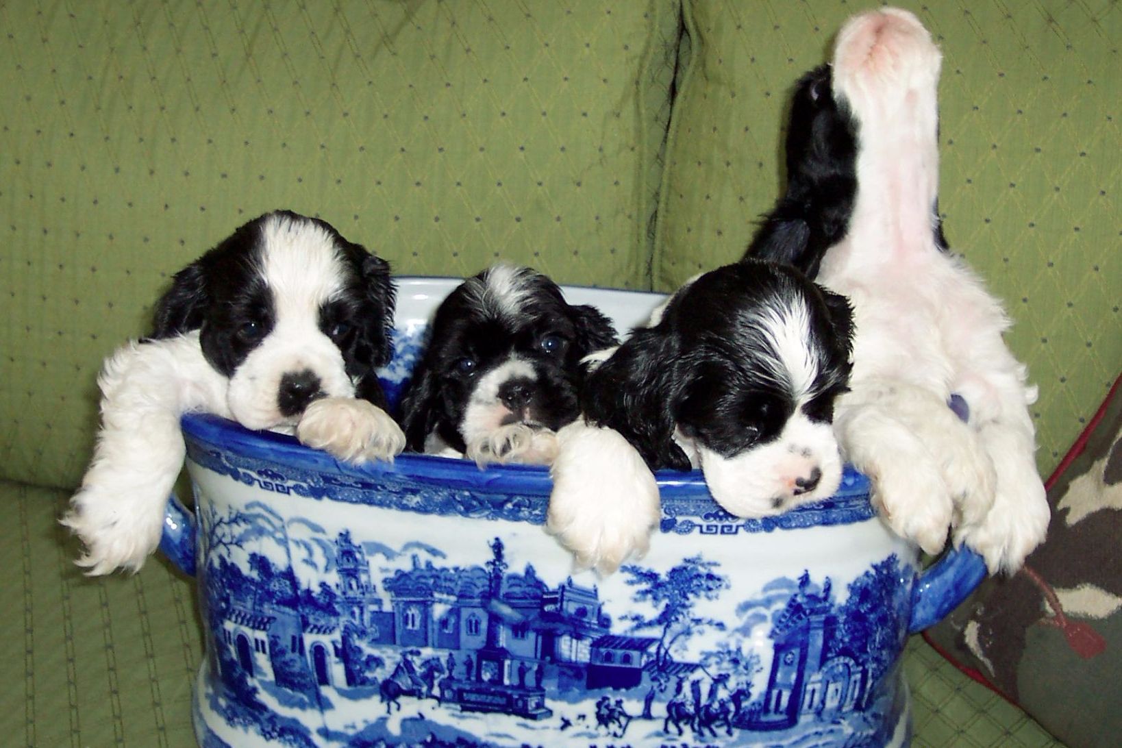 Dalin Cocker Spaniels Cocker Spaniel Puppies for Sale in Sturbridge