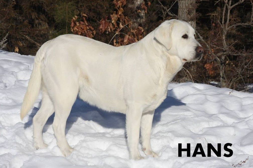 Majestic Oaks Kennel Labrador Retriever Puppies for Sale in Zimmerman, MN AKC Marketplace