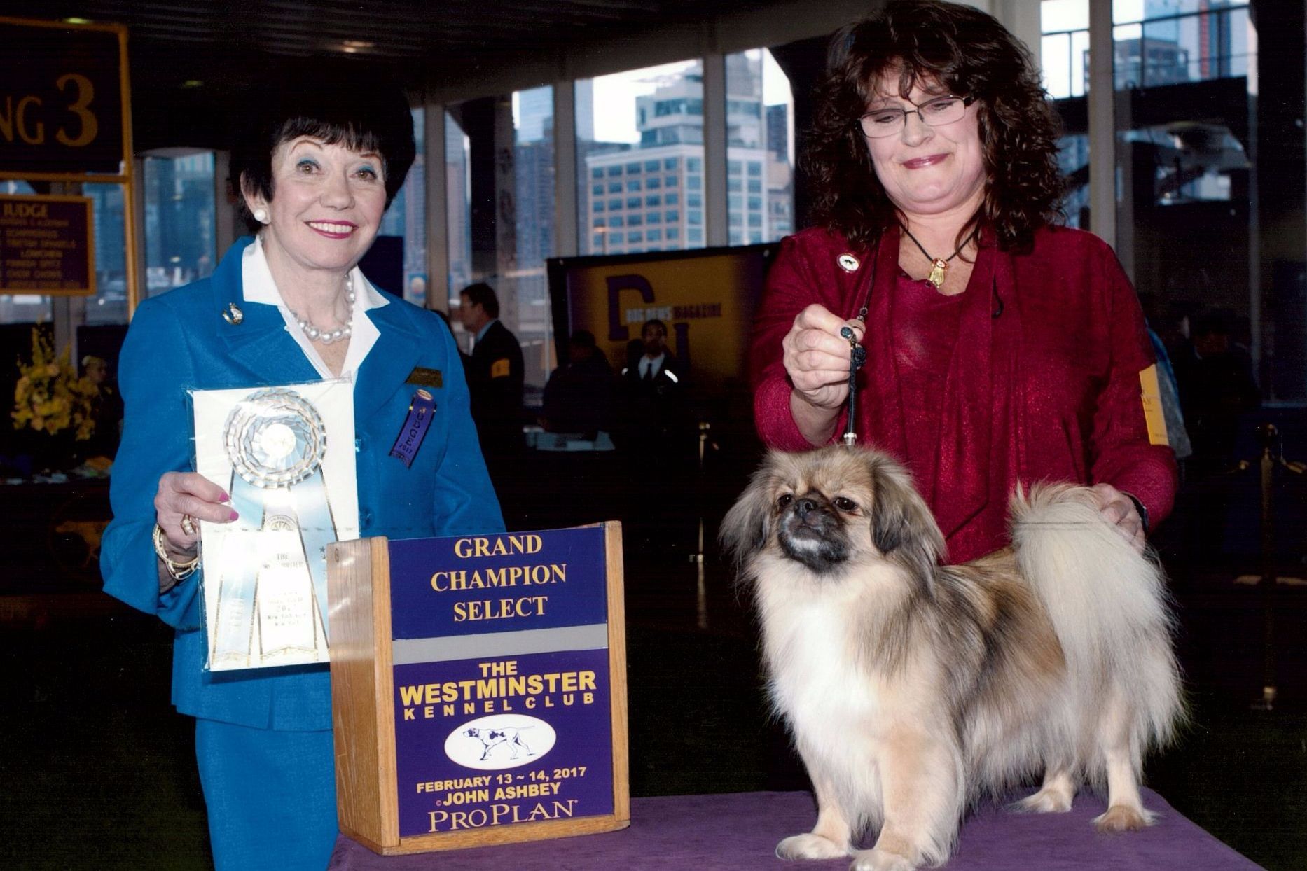 TinMan Tibetan Spaniels Tibetan Spaniel Puppies for Sale in Fountain