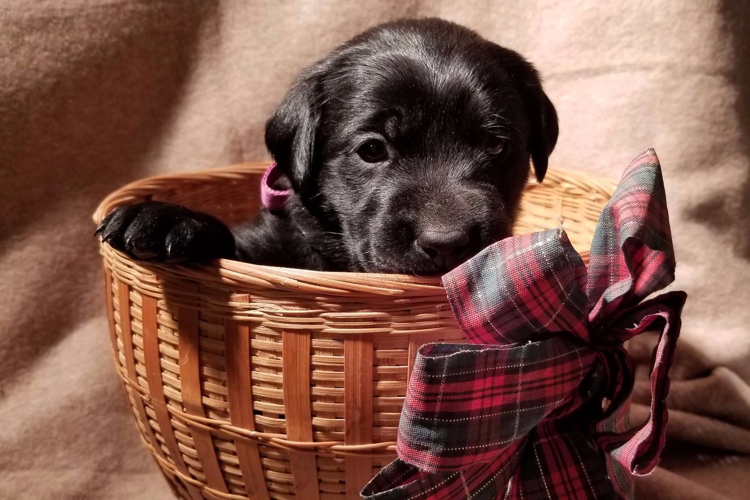 Blue Badger Labs Puppies For Sale