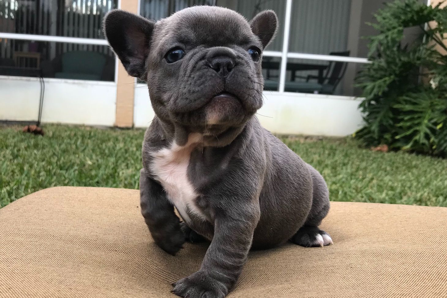 Bella’s Blue French Bulldogs aka Flat Face French Bulldogs French