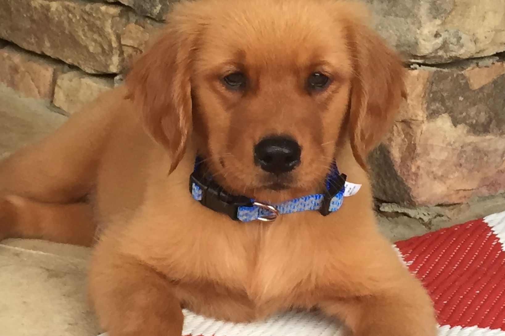 Lakeview Goldens Puppies For Sale