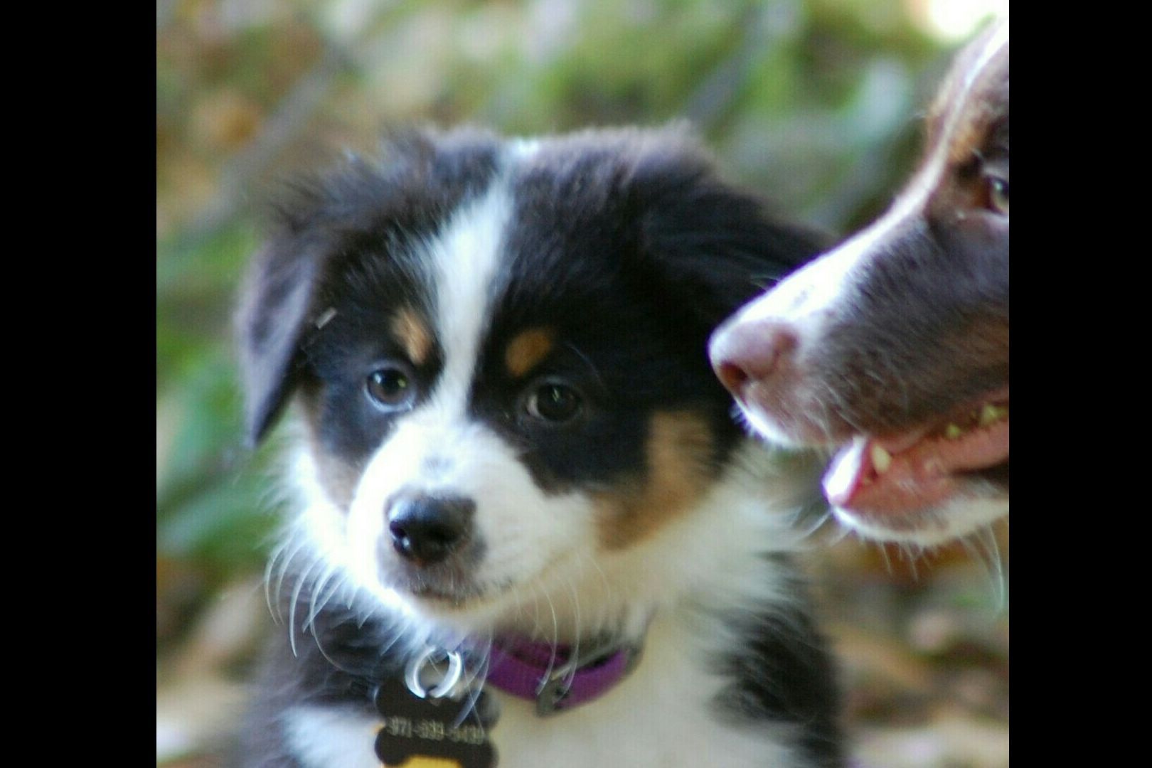 Highland Mini Aussies, LLC Puppies For Sale