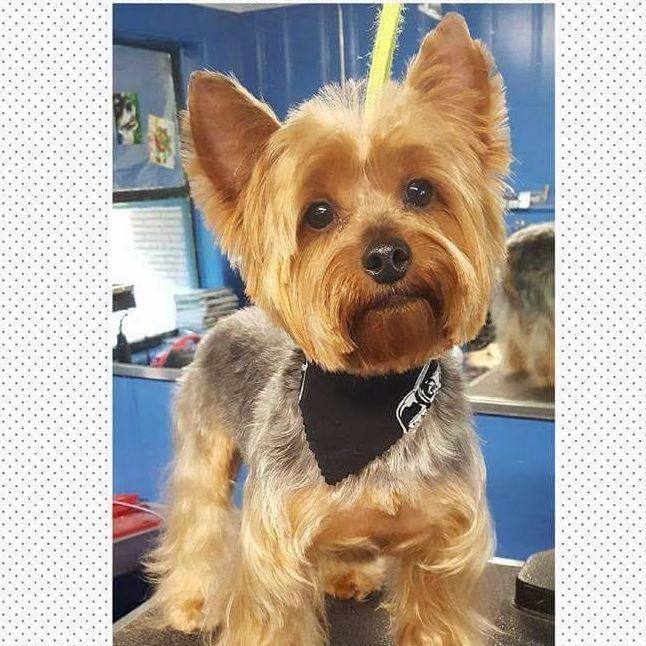 Best In Show Pet Salon Dog Grooming