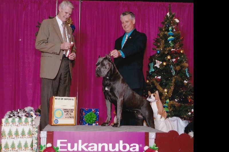 RiverBluff Cane Corsos Cane Corso Puppies for Sale in Burlison, TN