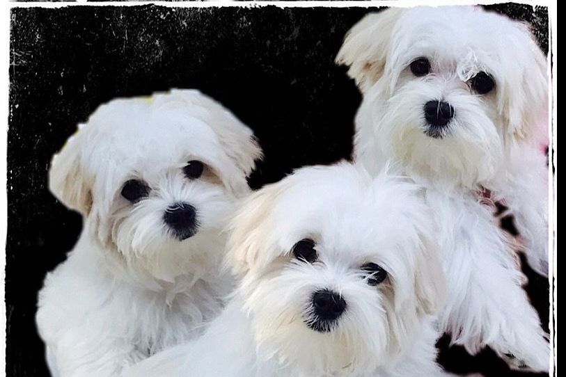 Lynn Langford Maltese Puppies for Sale in Maysville, GA AKC Marketplace