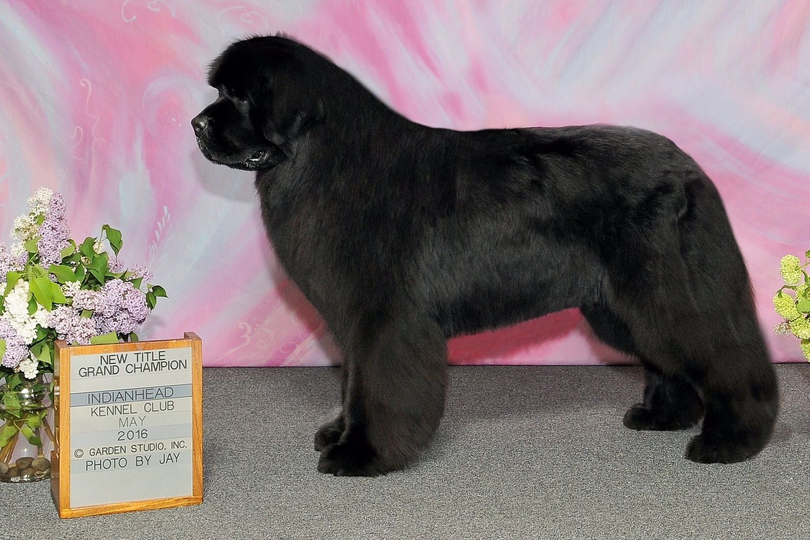 Faithful Acres Newfoundland’s Puppies For Sale In Nevis, MN