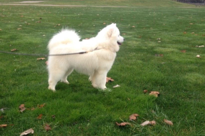 white cloud samoyeds
