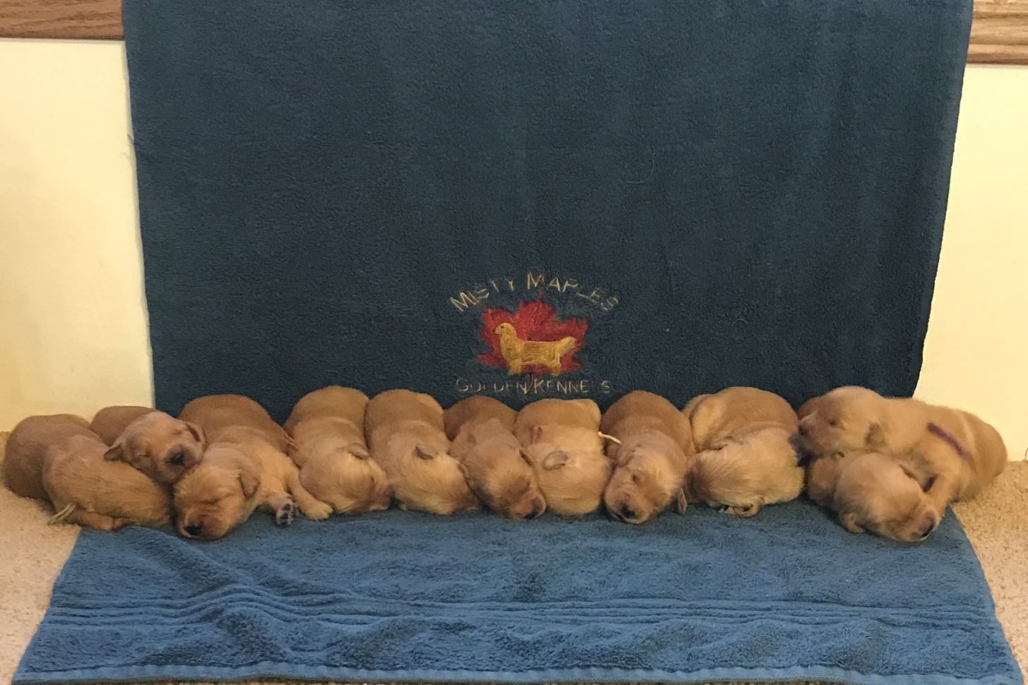 Misty Maples Golden Kennels Puppies For Sale