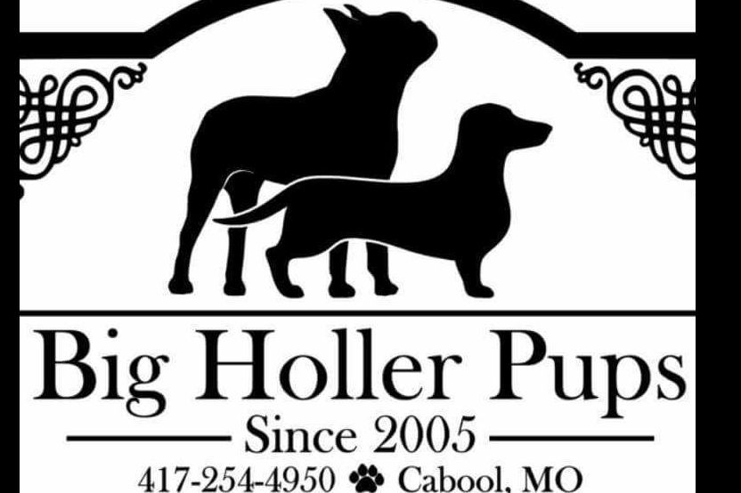 Big Holler Pups Dachshund Puppies for Sale in Cabool, MO AKC Marketplace