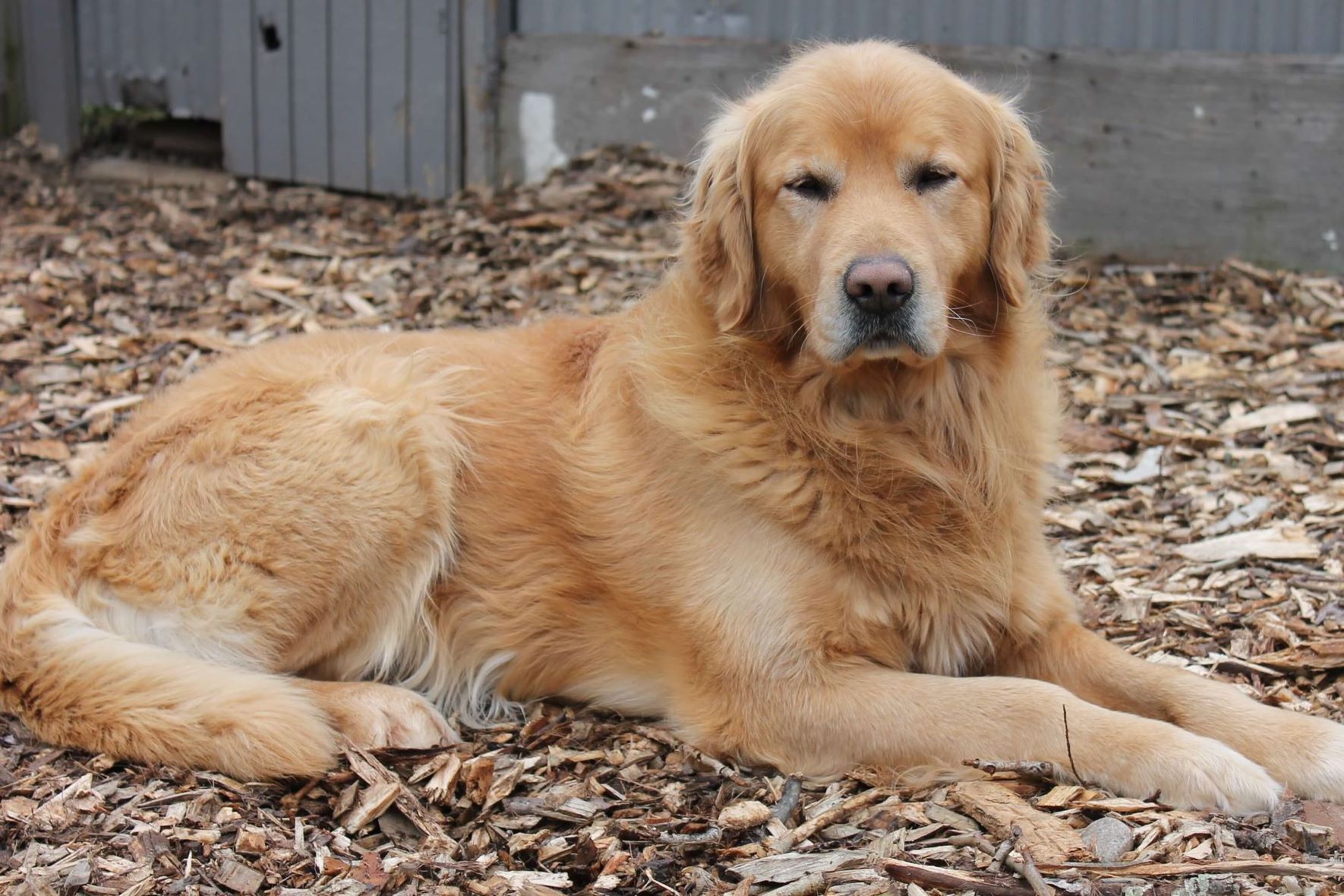 Cedar Grove Kennels Puppies For Sale