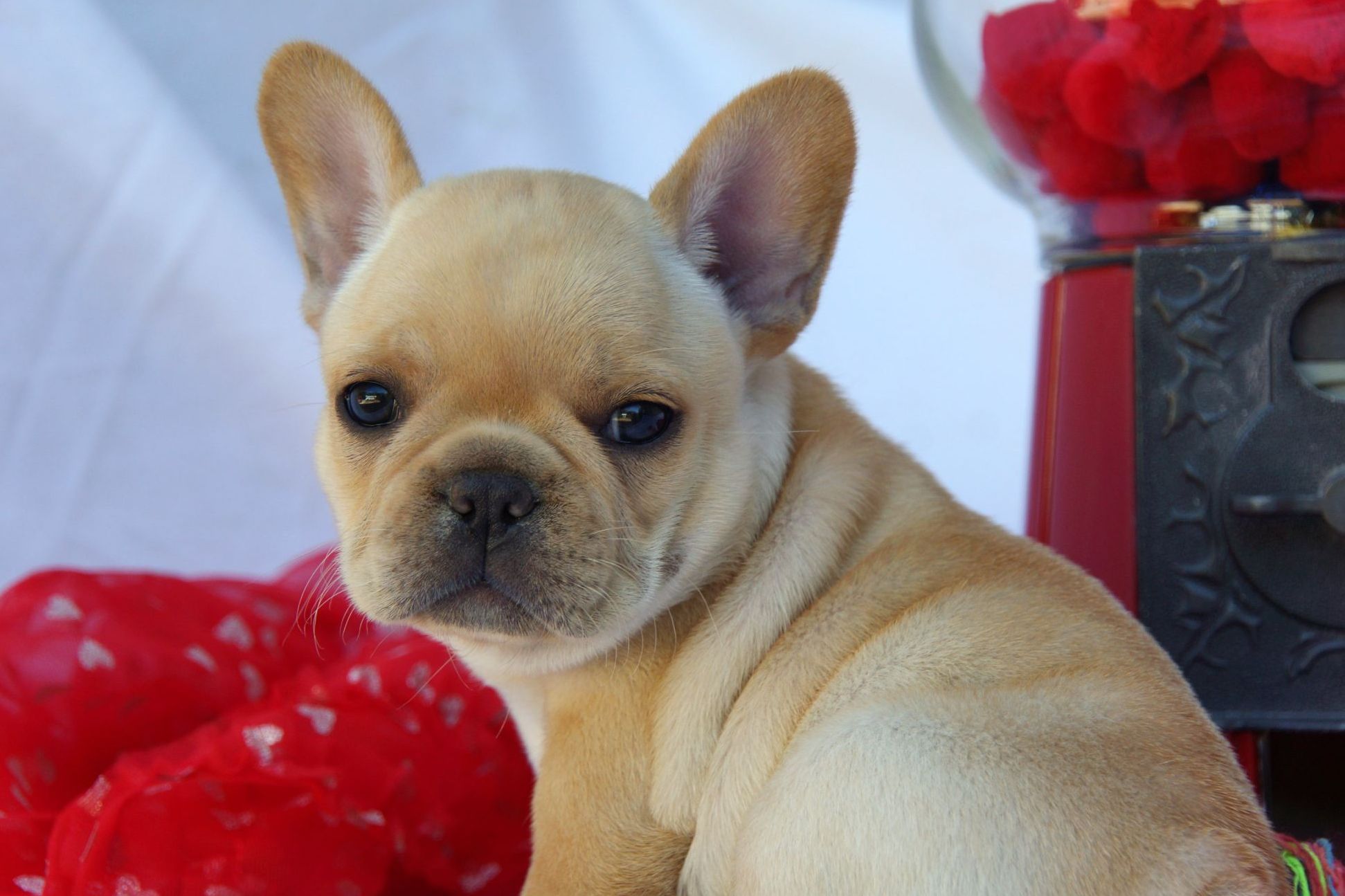 EdgeWater Pups French Bulldog Puppies for Sale in Sallisaw, OK AKC