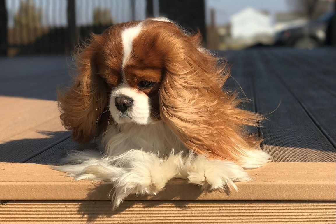 Lowilani Cavaliers Puppies For Sale