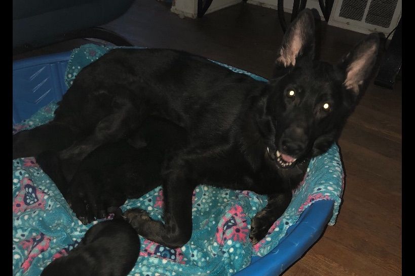 Gregory Sanders German Shepherd Dog Puppies for Sale in Berkeley, IL