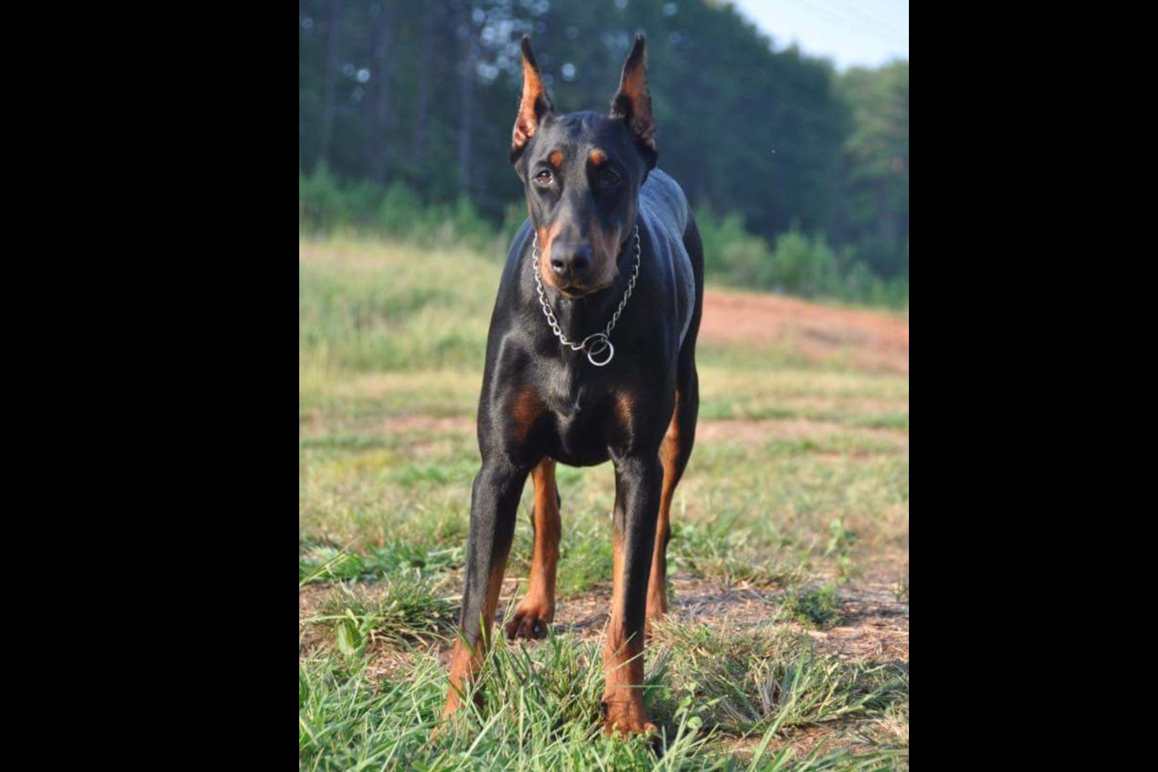 Mountain Creek Dobermans Puppies For Sale