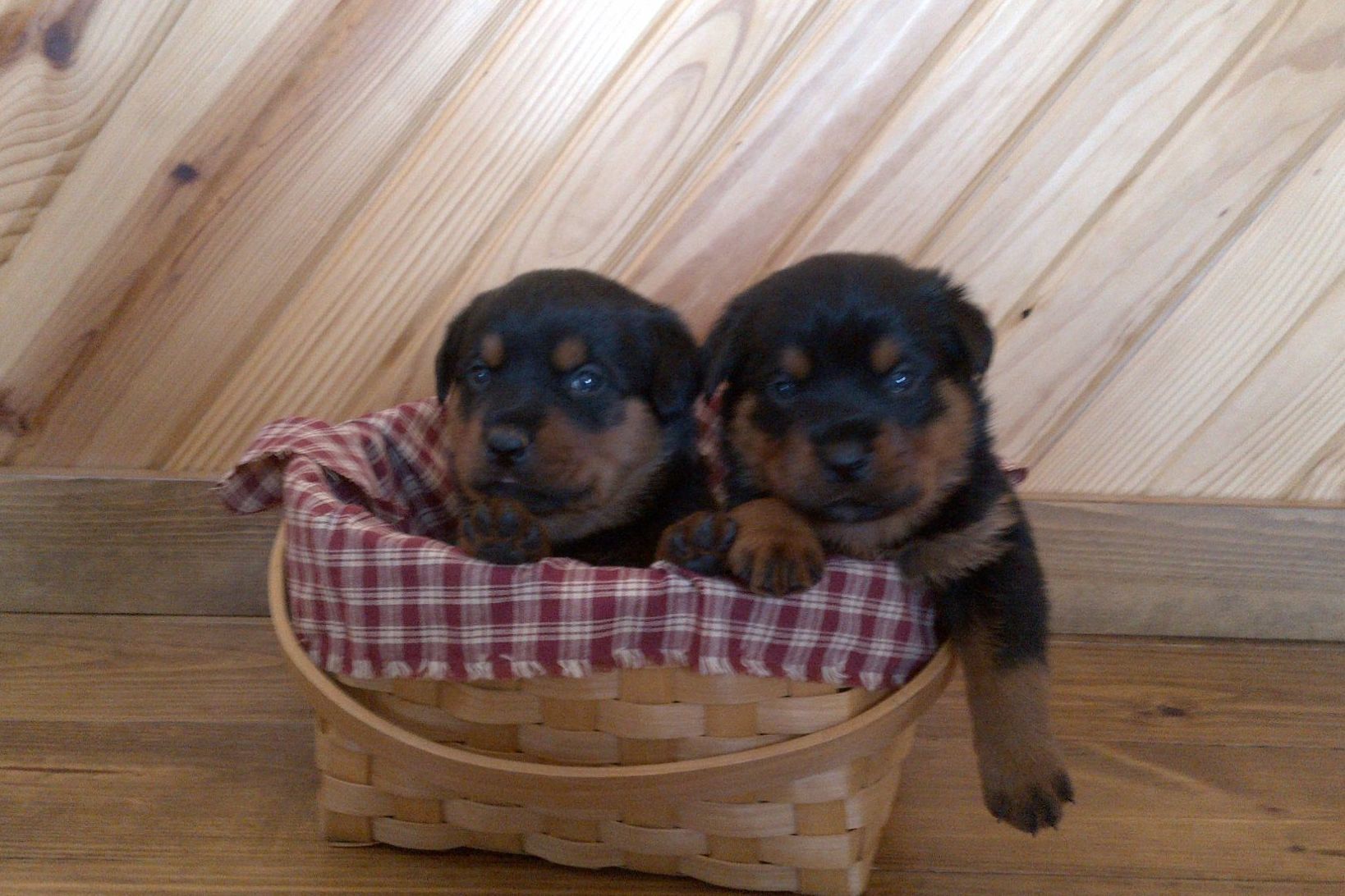 Oak Ridge Kennels Puppies For Sale