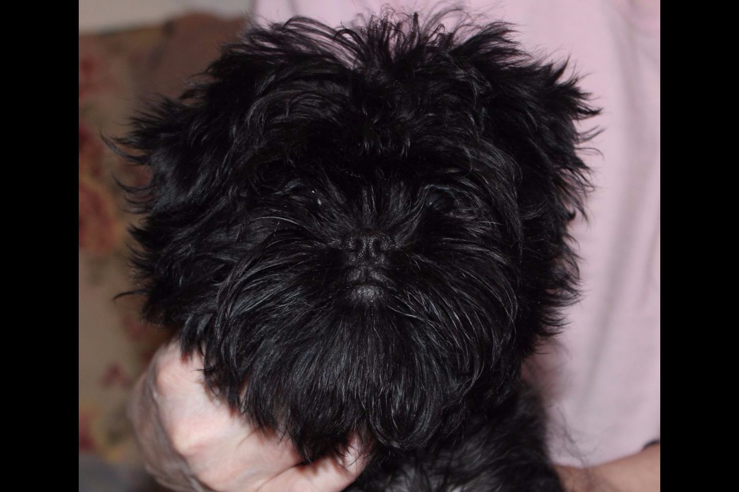 Edan Hill Affenpinschers - Affenpinscher Puppies For Sale  