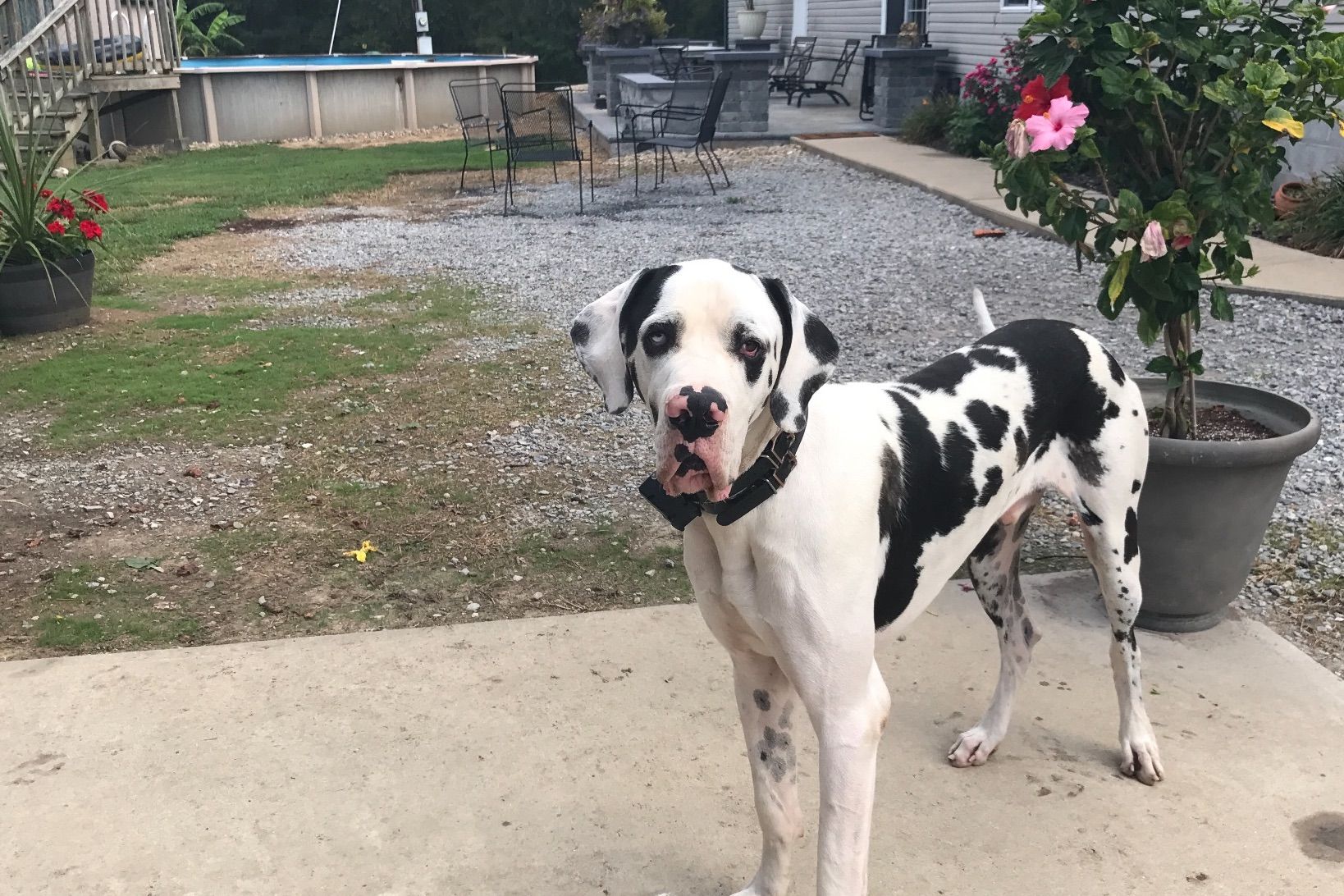 Moonbeam Danes Kennel Puppies For Sale