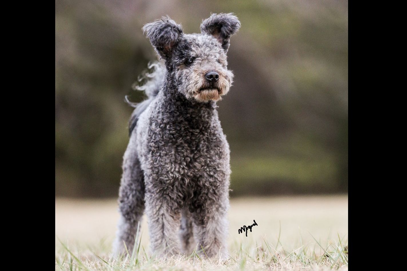 Cypress Bay Pumik Puppies For Sale