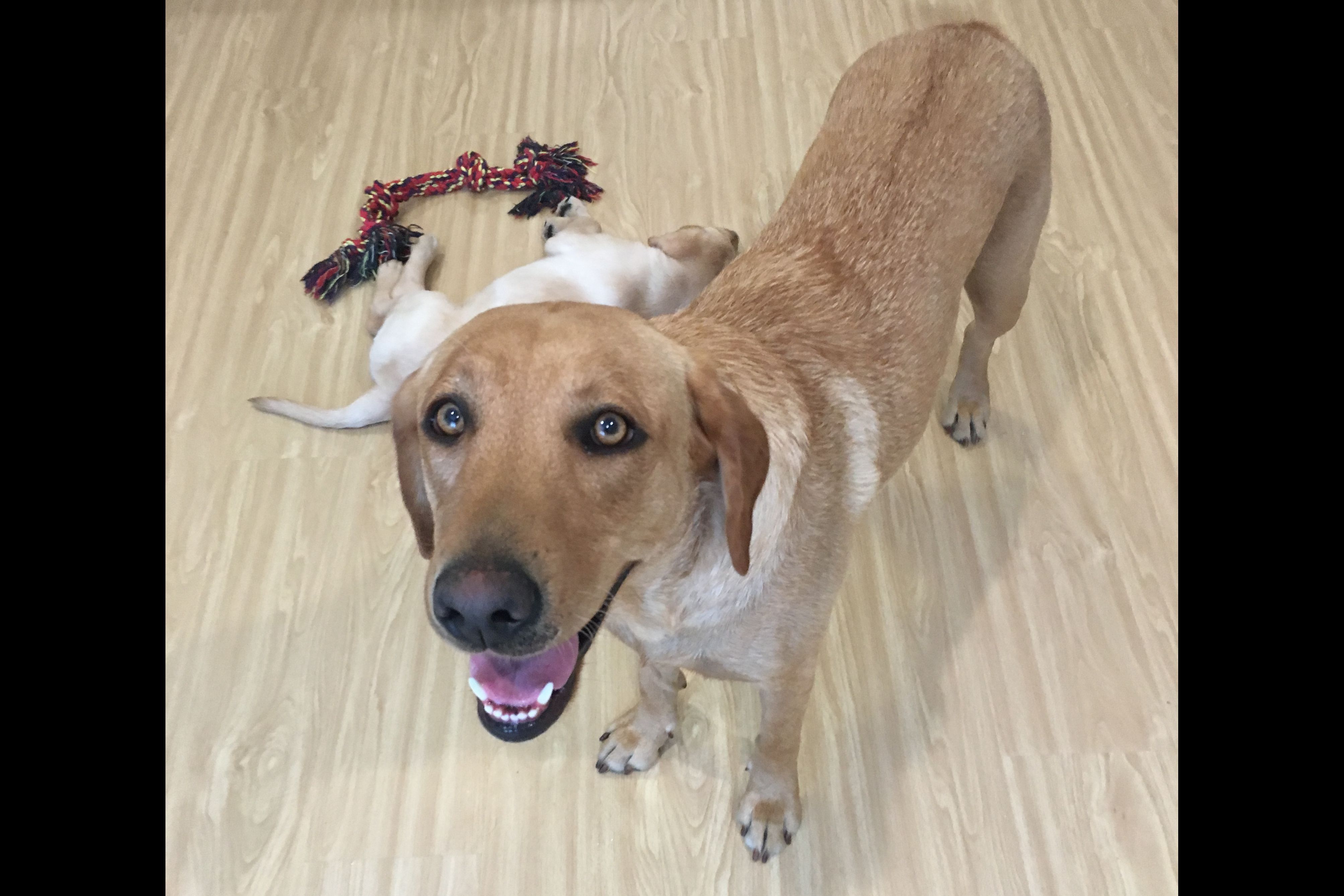 Buffy Puppies Labrador Retriever Puppies for Sale in Milford, PA