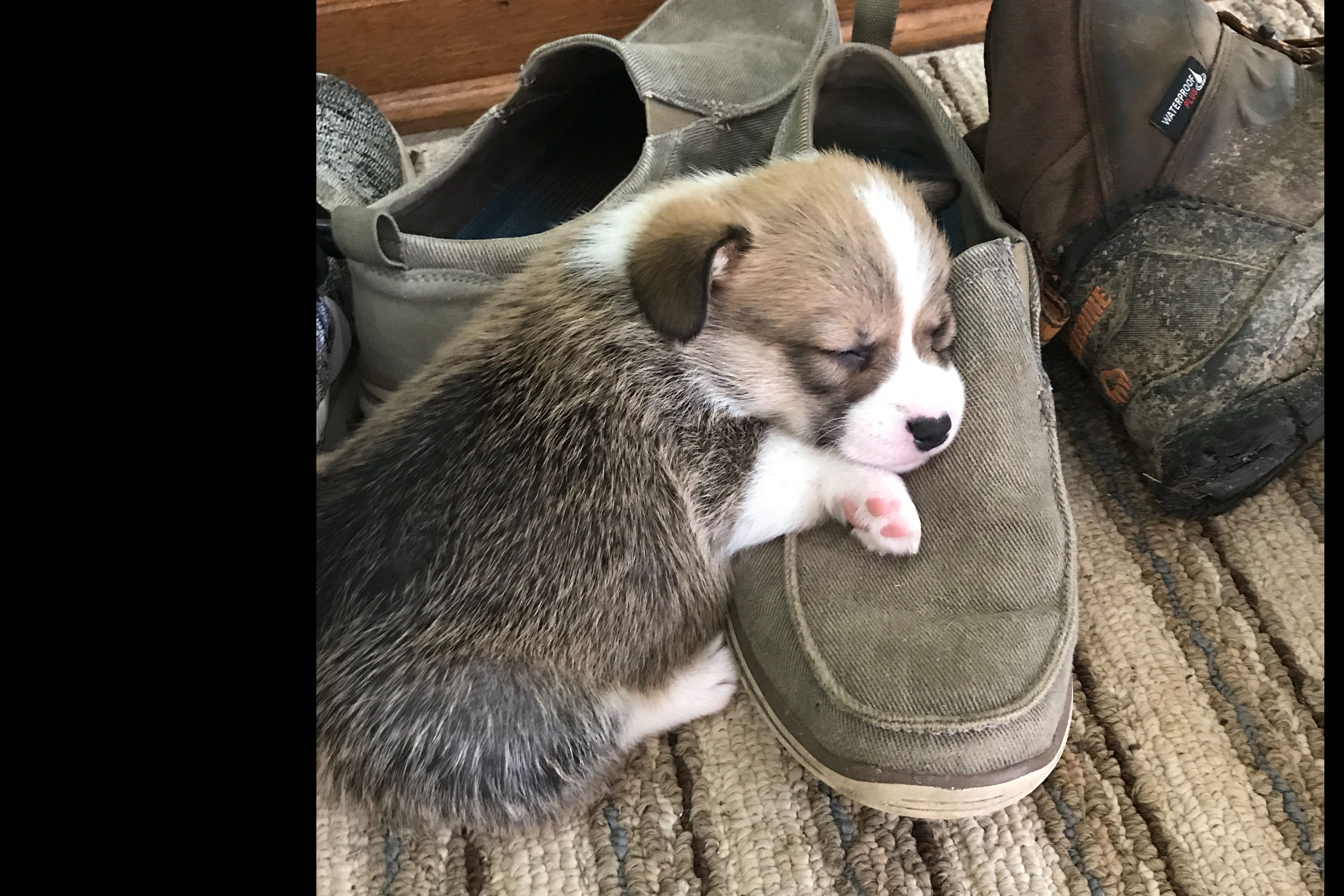 Western Star Puppies For Sale