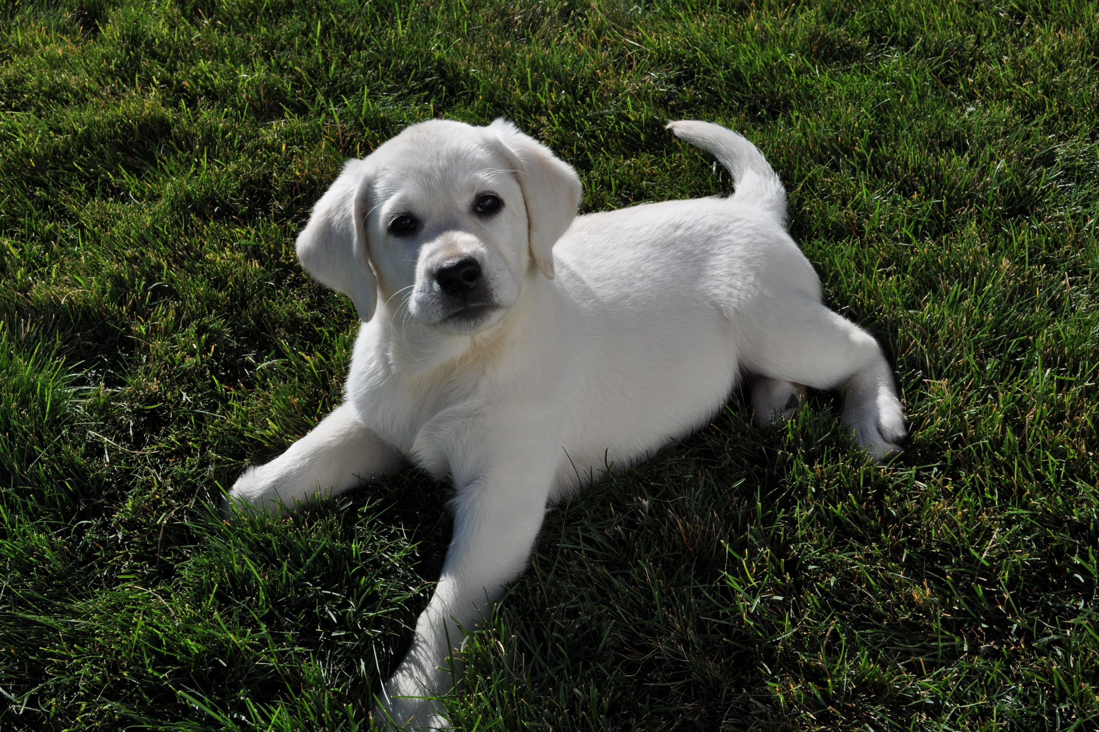 Fidelity Farm Labradors Puppies For Sale